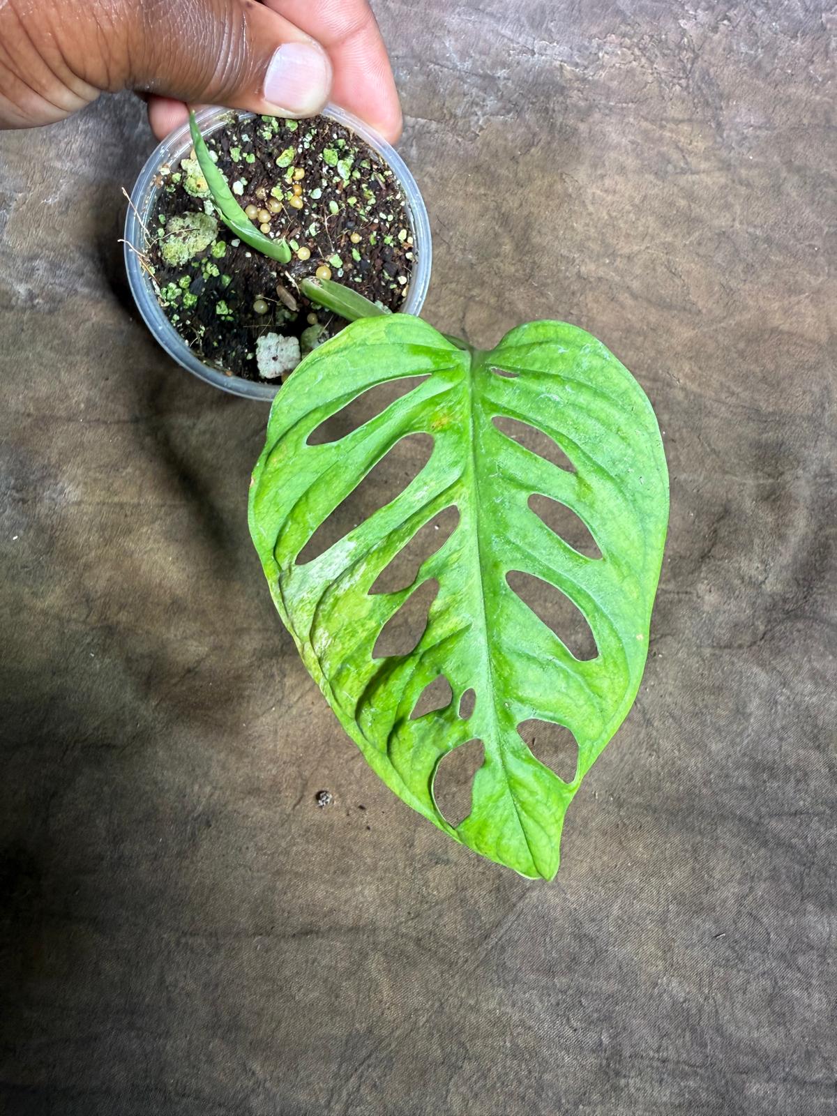 Monstera Adansonii Aurea Variegated - Exact Plant - (July-29-11)