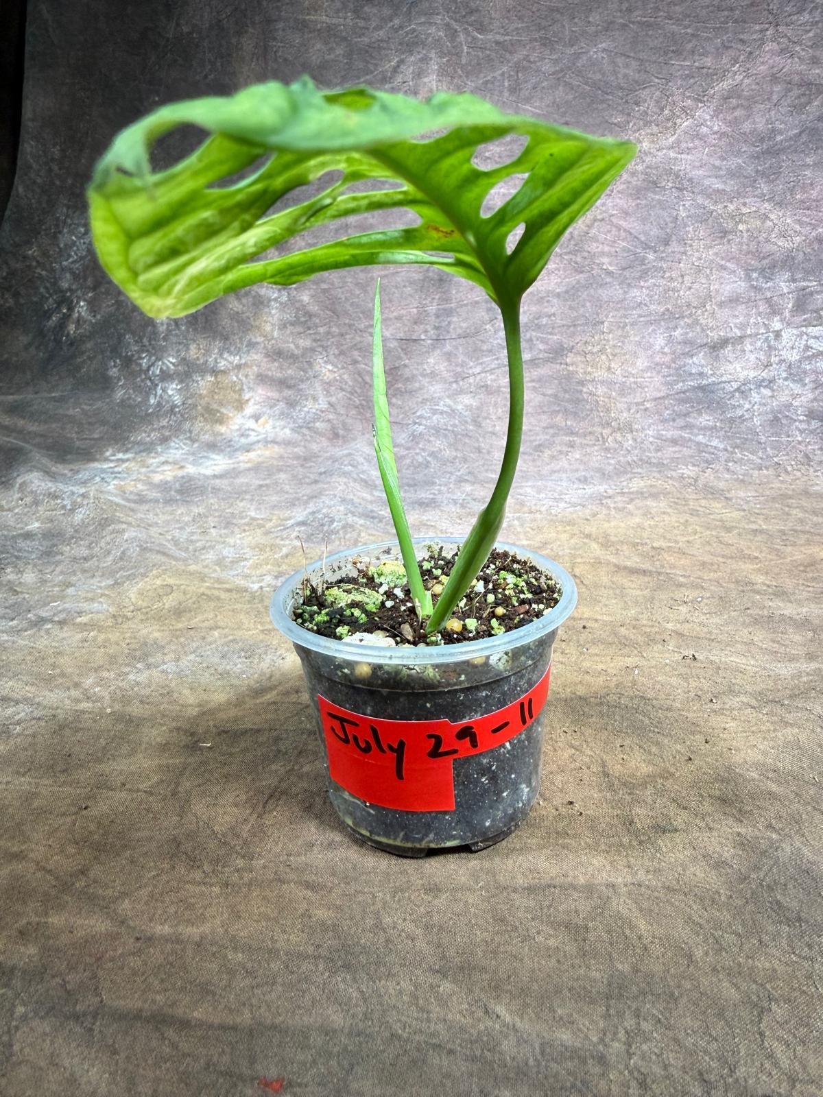 Monstera Adansonii Aurea Variegated - Exact Plant - (July-29-11)