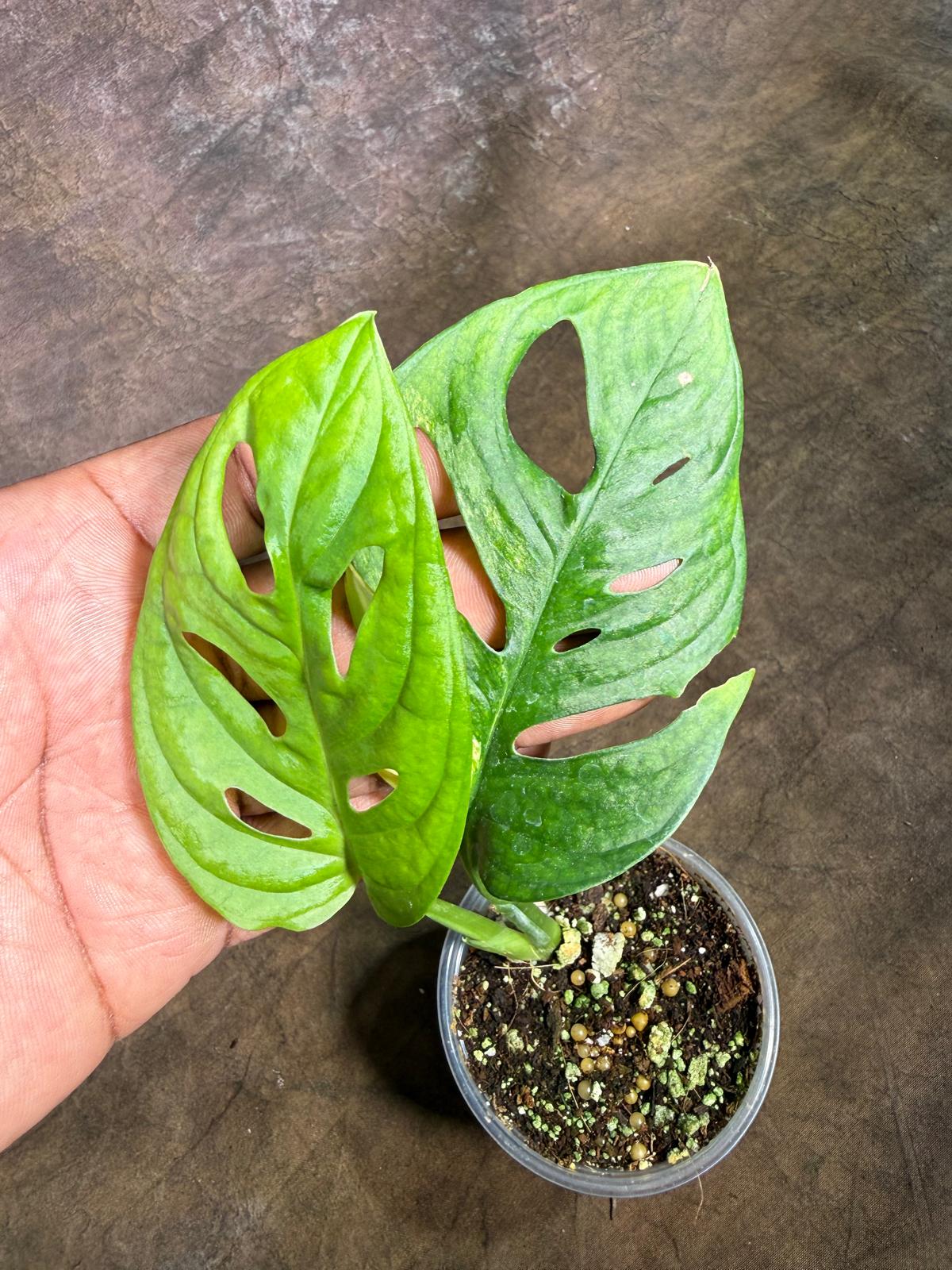 Monstera Adansonii Aurea Variegated - Exact Plant - (July-29-12)