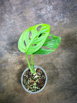 Monstera Adansonii Aurea Variegated - Exact Plant - (July-29-12)