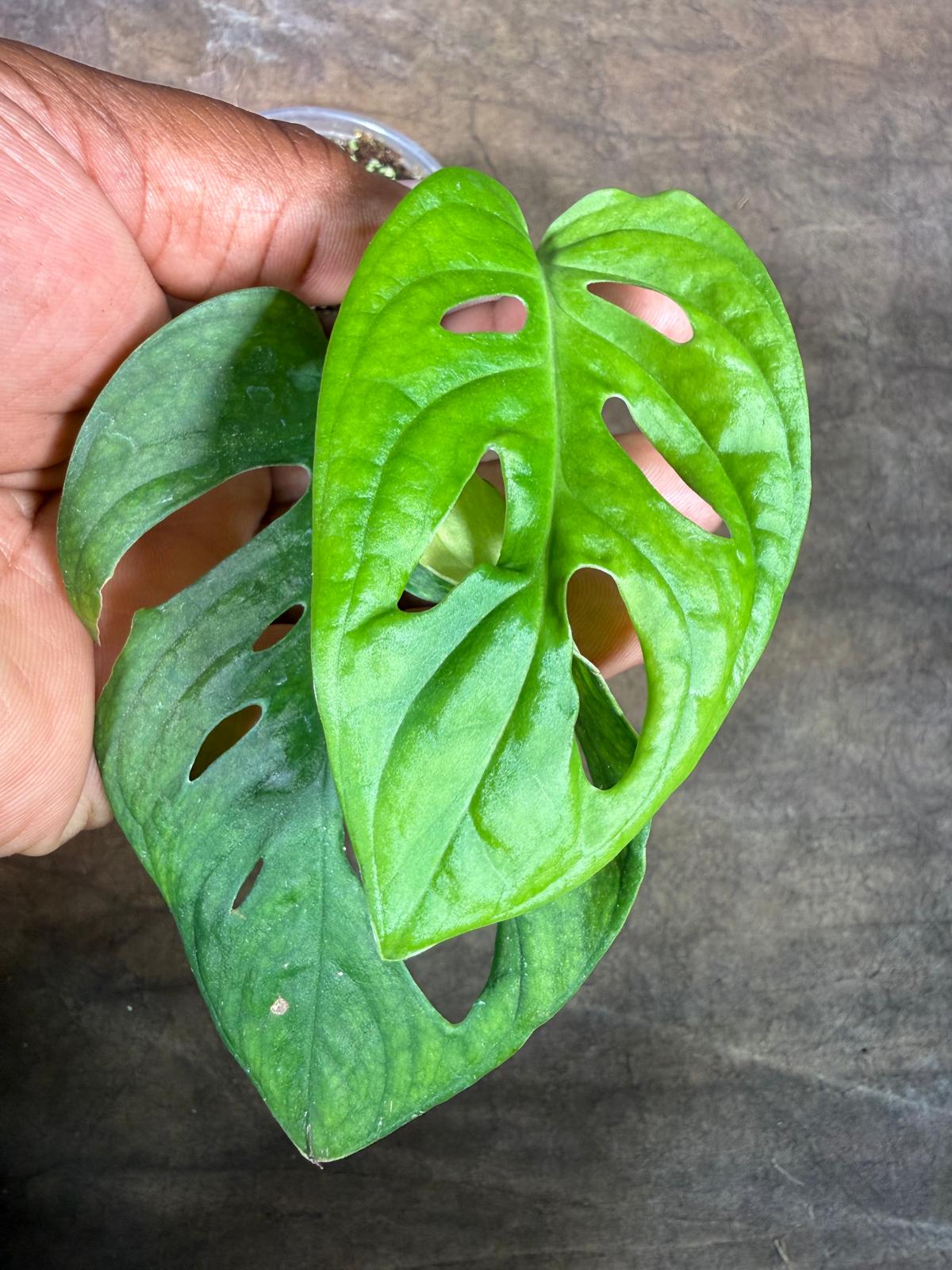 Monstera Adansonii Aurea Variegated - Exact Plant - (July-29-12)