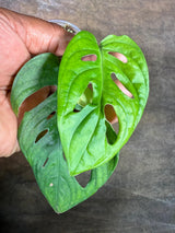 Monstera Adansonii Aurea Variegated - Exact Plant - (July-29-12)