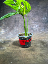 Monstera Adansonii Aurea Variegated - Exact Plant - (July-29-12)