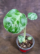 Rare Monstera Bulbasaur Variegated - Exact Plant - (July-29-13)