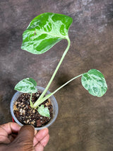 Rare Monstera Bulbasaur Variegated - Exact Plant - (July-29-13)