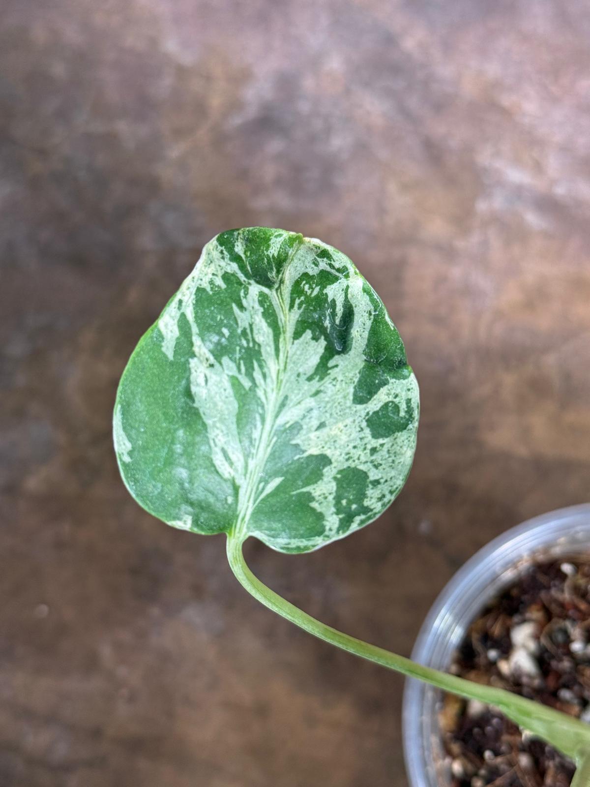 Rare Monstera Bulbasaur Variegated - Exact Plant - (July-29-13)