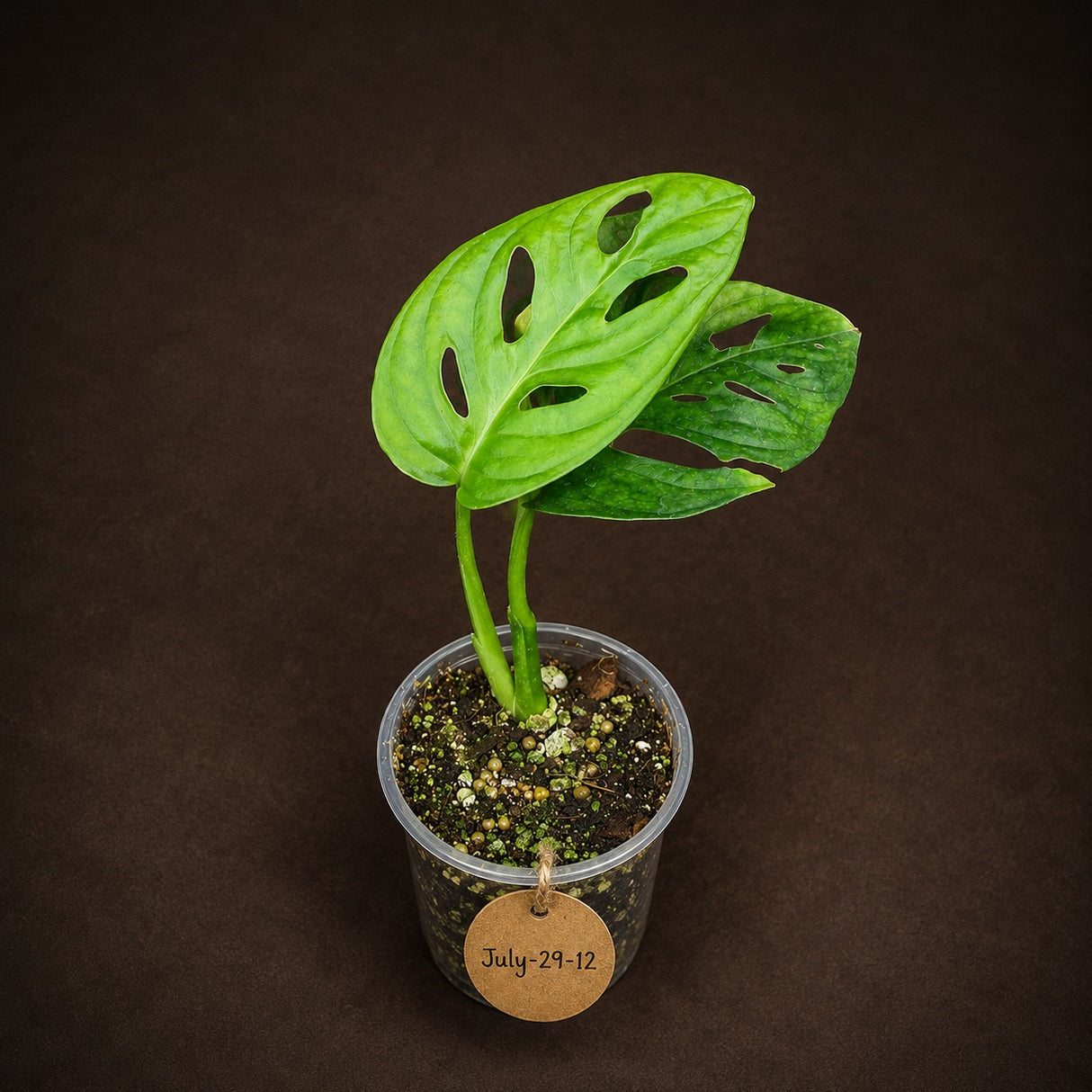 Monstera Adansonii Aurea Variegated - Exact Plant - (July-29-12)