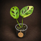 Monstera Adansonii Aurea Variegated - Exact Plant - (July-29-10)