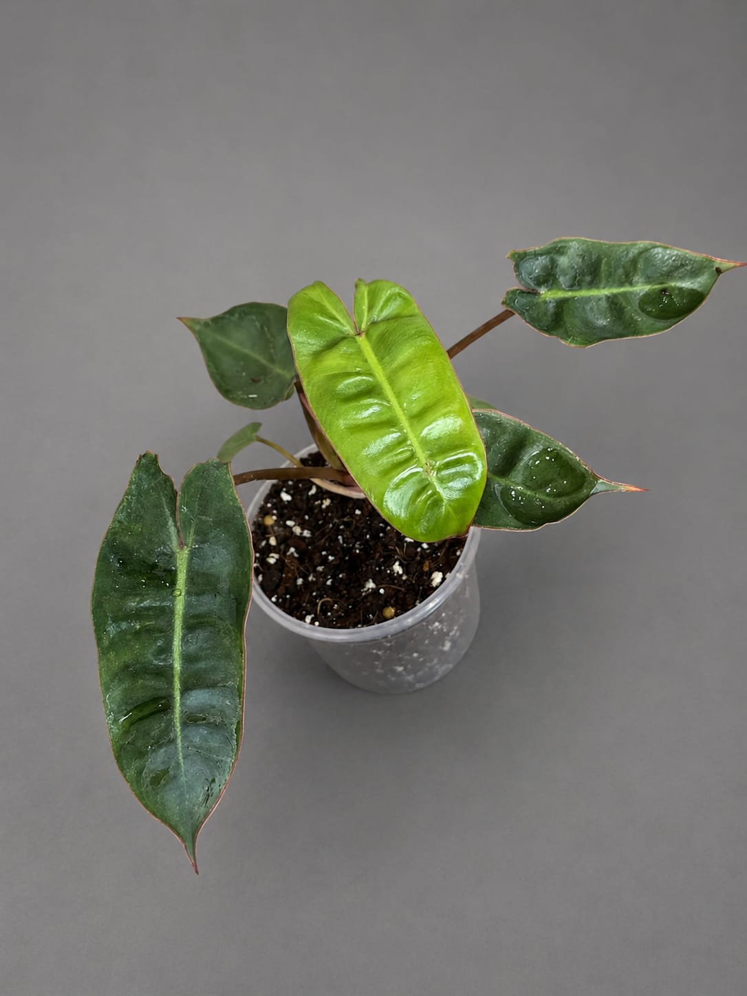 Philodendron Billietiae Live Plant in 3" Nursery Pot - Rare Climbing Aroid - Tropical Indoor Houseplant - Collector Plant