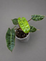 Philodendron Billietiae Live Plant in 3" Nursery Pot - Rare Climbing Aroid - Tropical Indoor Houseplant - Collector Plant