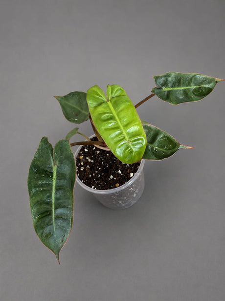 Philodendron Billietiae Live Plant in 3" Nursery Pot - Rare Climbing Aroid - Tropical Indoor Houseplant - Collector Plant