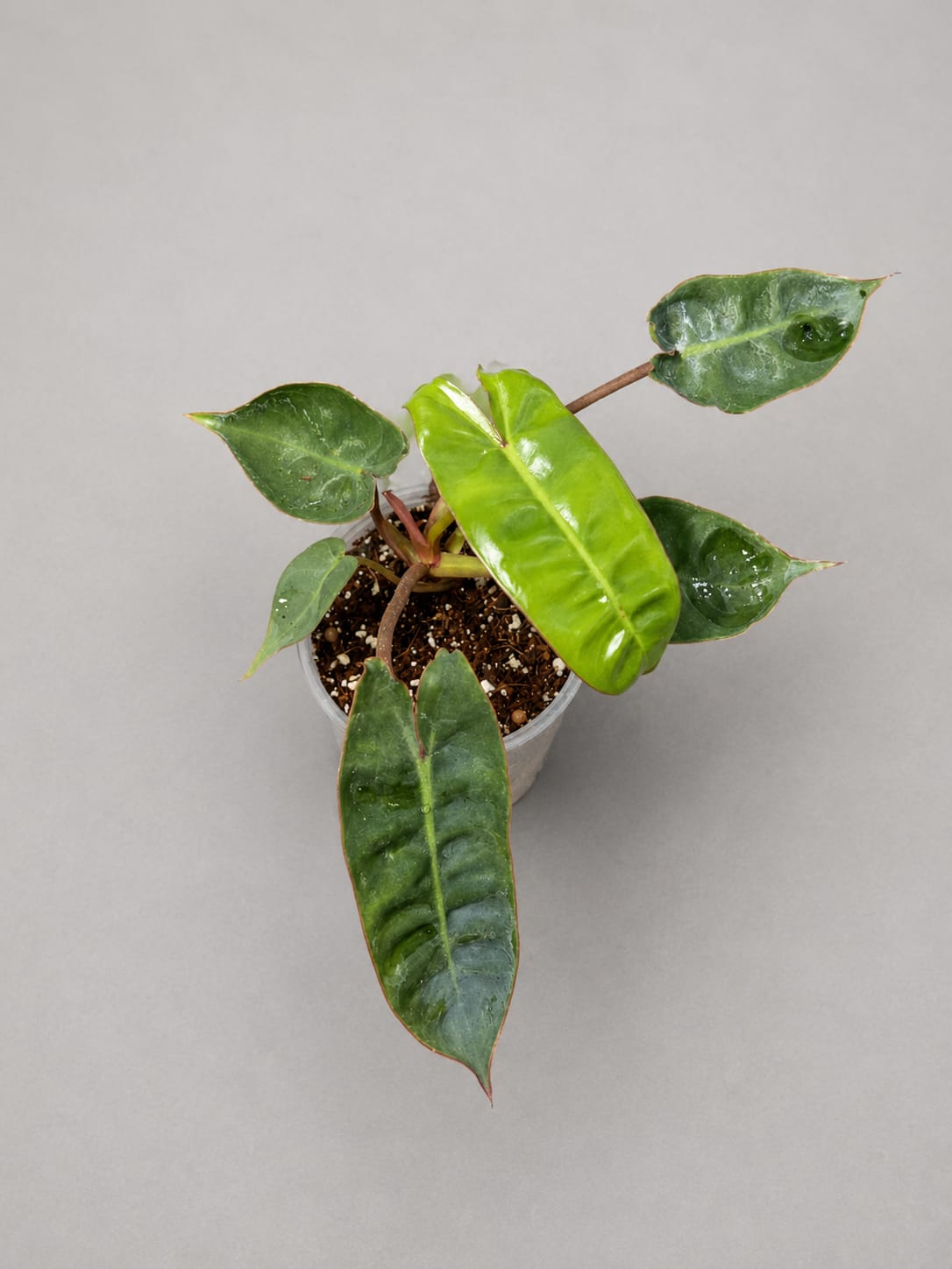 Philodendron Billietiae Live Plant in 3" Nursery Pot - Rare Climbing Aroid - Tropical Indoor Houseplant - Collector Plant
