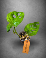 Monstera Adansonii Aurea Variegated - Swiss Cheese Premium (July-29-19)