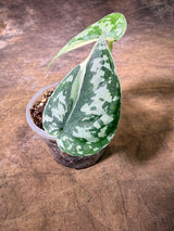 Variegated Scindapsus Mayari Plant - (July-29-27)