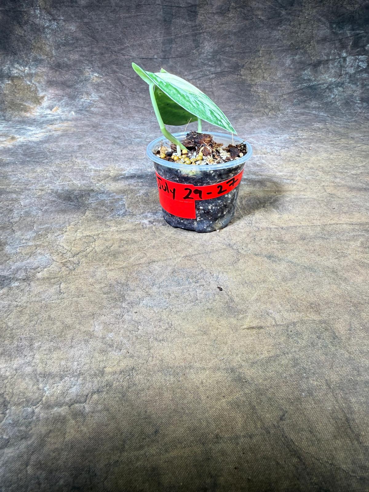 Variegated Scindapsus Mayari Plant - (July-29-27)