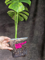 Monstera Aurea Variegated Borsigiana - Monstera Marmota - (July-30-5)