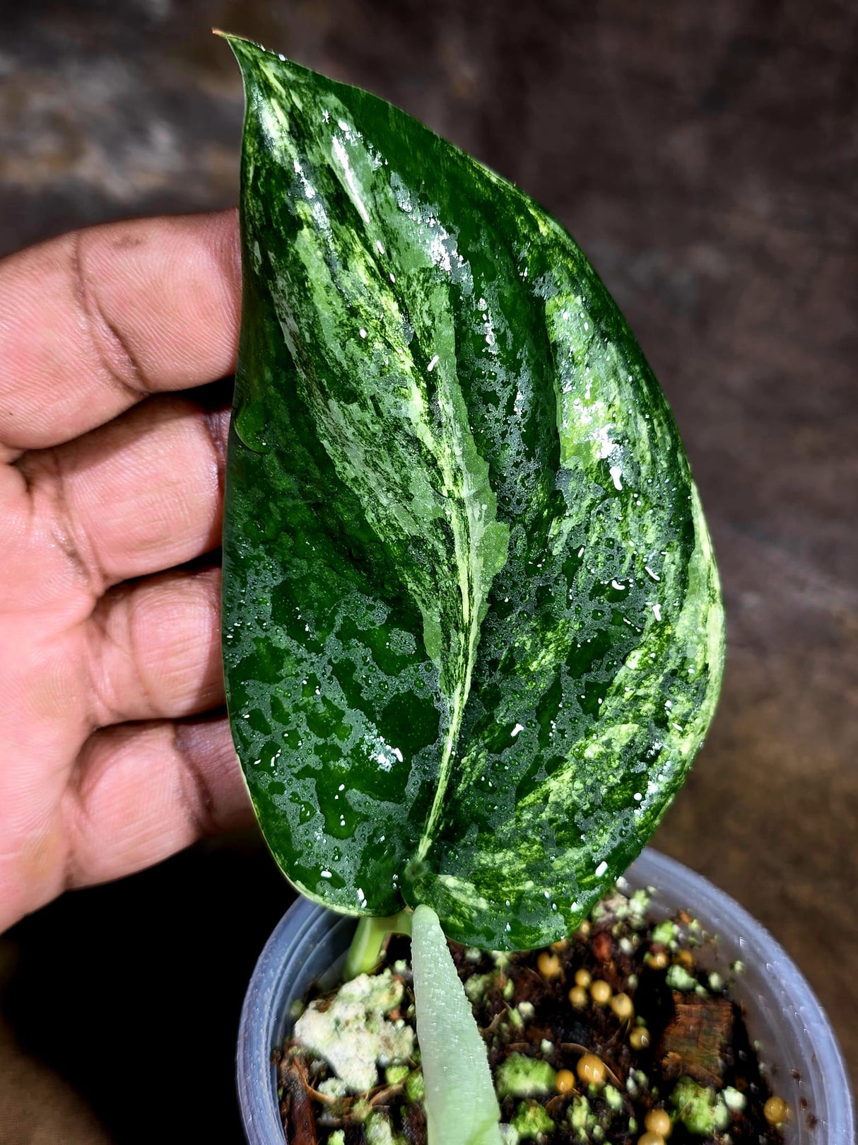 Scindapsus Jade Satin Variegated - Yellow Variegation - (July-30-38)