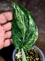 Scindapsus Jade Satin Variegated - Yellow Variegation - (July-30-38)