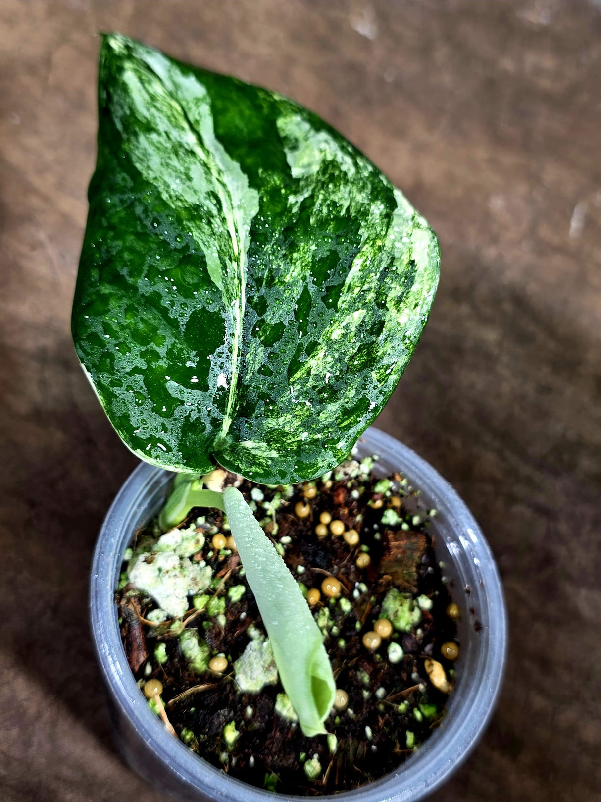 Scindapsus Jade Satin Variegated - Yellow Variegation - (July-30-38)