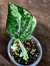 Scindapsus Jade Satin Variegated - Yellow Variegation - (July-30-38)