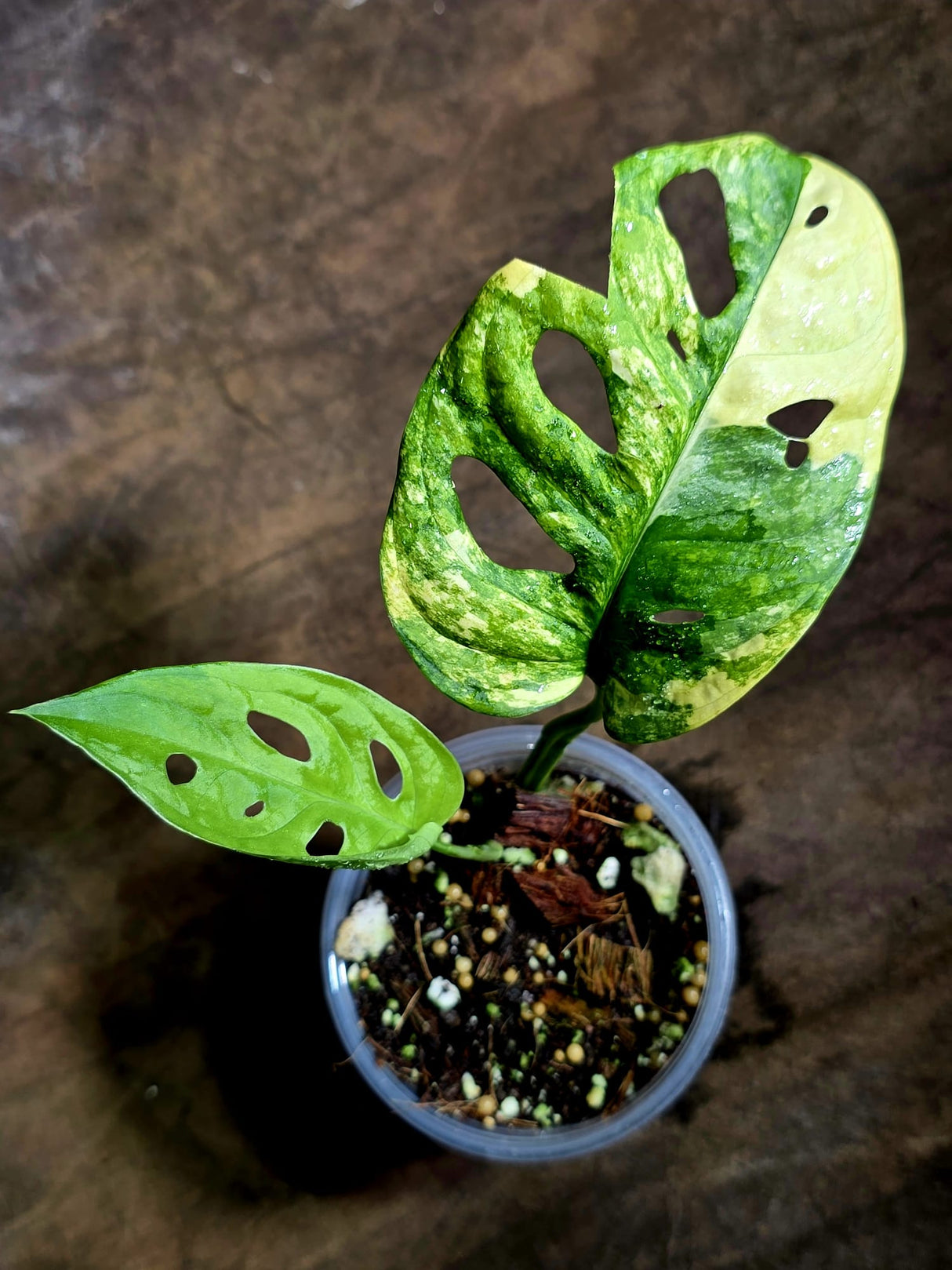 Monstera Adansonii Aurea Variegated - Swiss Cheese Premium (July-30-39)