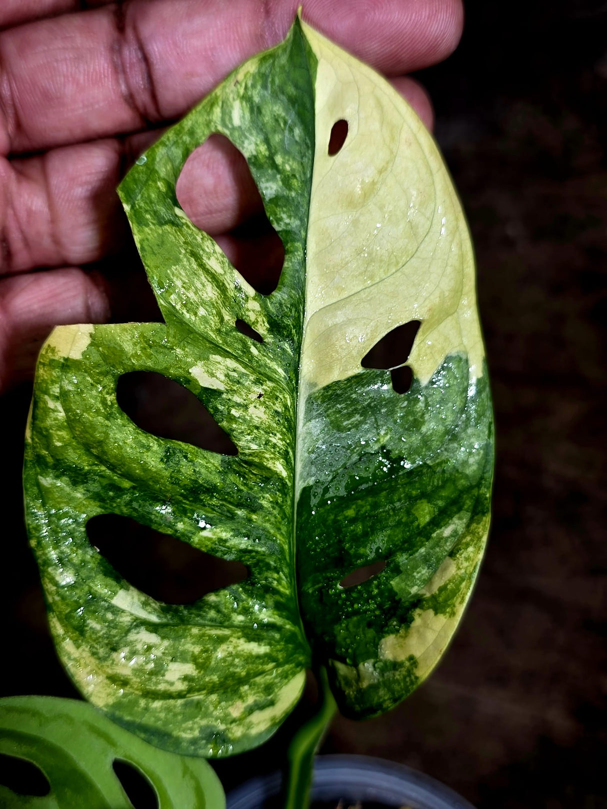 Monstera Adansonii Aurea Variegated - Swiss Cheese Premium (July-30-39)