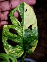 Monstera Adansonii Aurea Variegated - Swiss Cheese Premium (July-30-39)