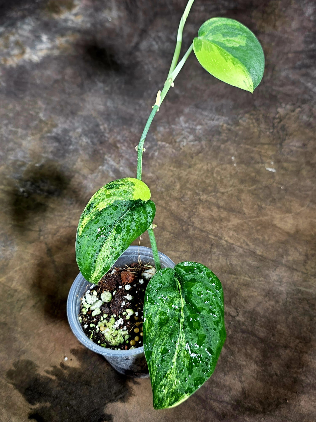 Scindapsus Jade Satin Variegated - Yellow Variegation - (July-30-40)