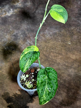 Scindapsus Jade Satin Variegated - Yellow Variegation - (July-30-40)