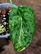 Scindapsus Jade Satin Variegated - Yellow Variegation - (July-30-40)