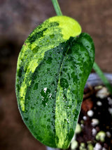 Scindapsus Jade Satin Variegated - Yellow Variegation - (July-30-40)