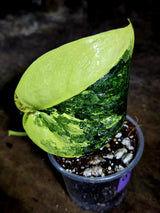 Scindapsus Jade Satin Variegated - Yellow Variegation - (July-30-41)