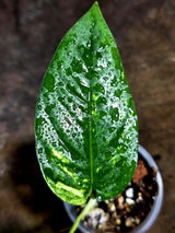 Rare Variegated Golden Flame Epipremnum Pinnatum – Exact Plant – (July-30-44)