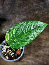 Rare Variegated Golden Flame Epipremnum Pinnatum – Exact Plant – (July-30-44)