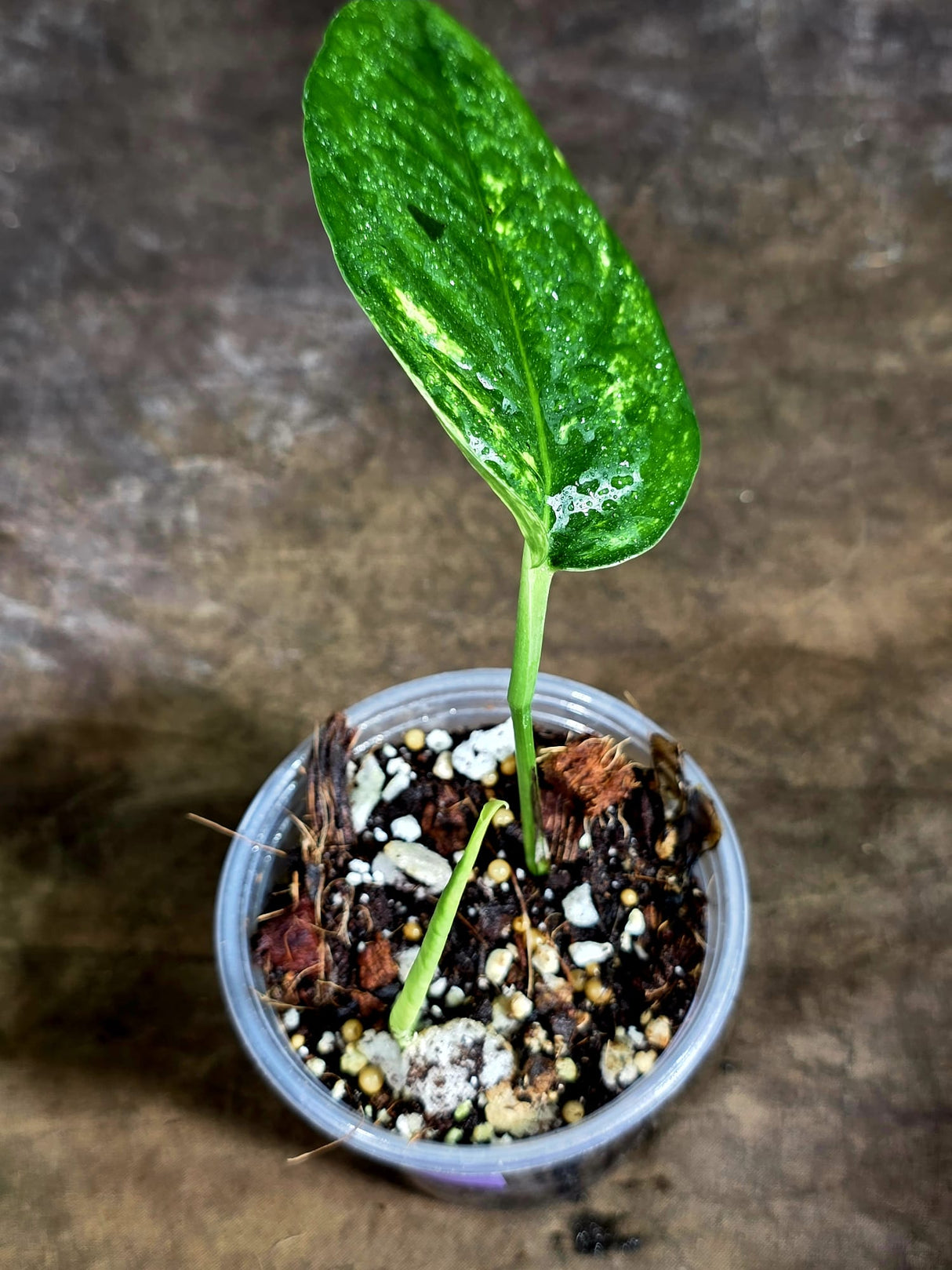 Rare Variegated Golden Flame Epipremnum Pinnatum – Exact Plant – (July-30-44)