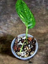 Rare Variegated Golden Flame Epipremnum Pinnatum – Exact Plant – (July-30-44)