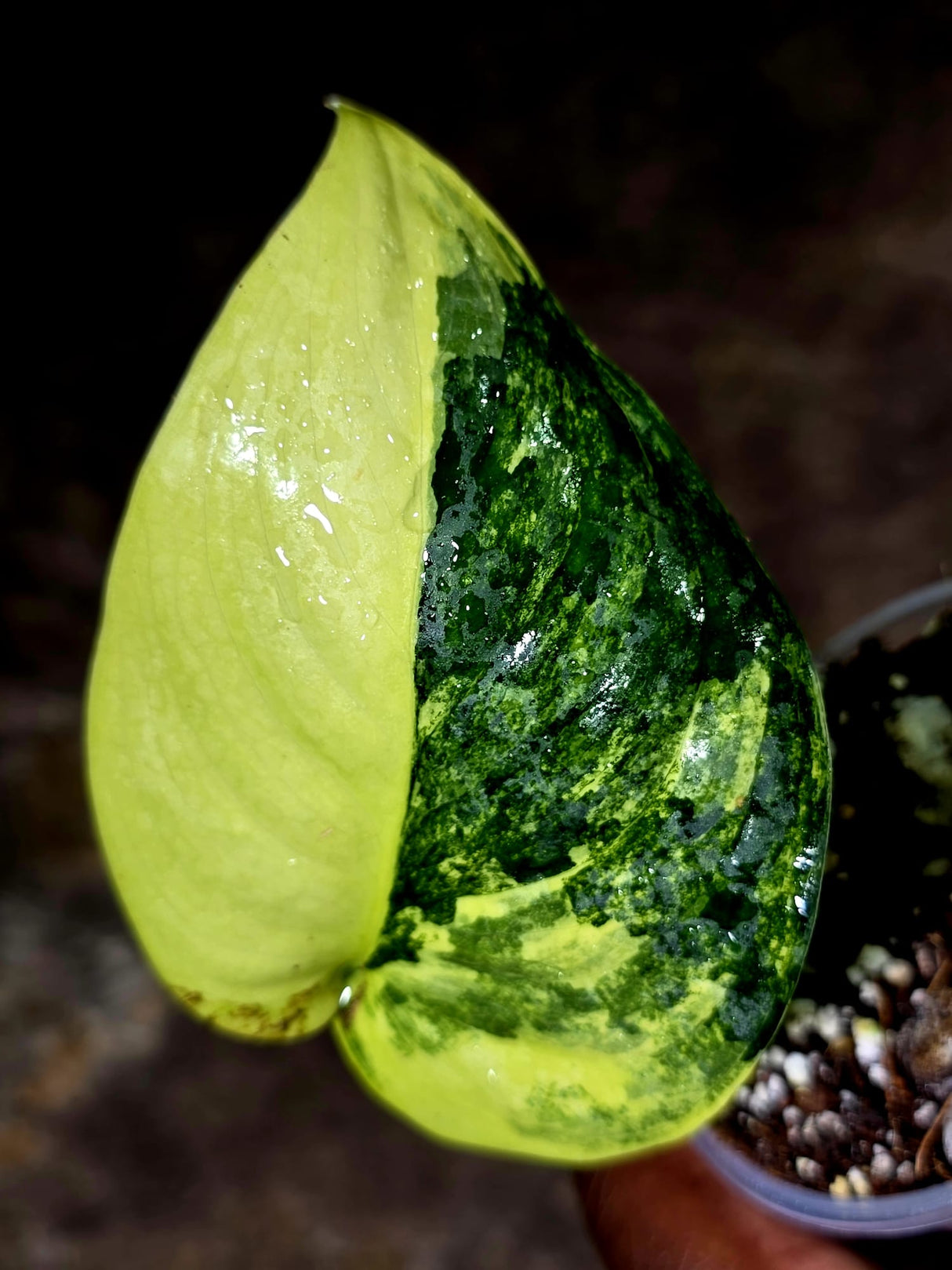 Scindapsus Jade Satin Variegated - Yellow Variegation - (July-30-41)