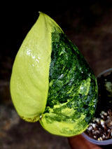 Scindapsus Jade Satin Variegated - Yellow Variegation - (July-30-41)