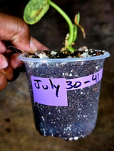 Scindapsus Jade Satin Variegated - Yellow Variegation - (July-30-41)