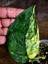 Scindapsus Jade Satin Variegated - Yellow Variegation - (July-30-42)