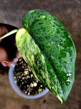 Scindapsus Jade Satin Variegated - Yellow Variegation - (July-30-42)
