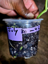 Scindapsus Jade Satin Variegated - Yellow Variegation - (July-30-42)