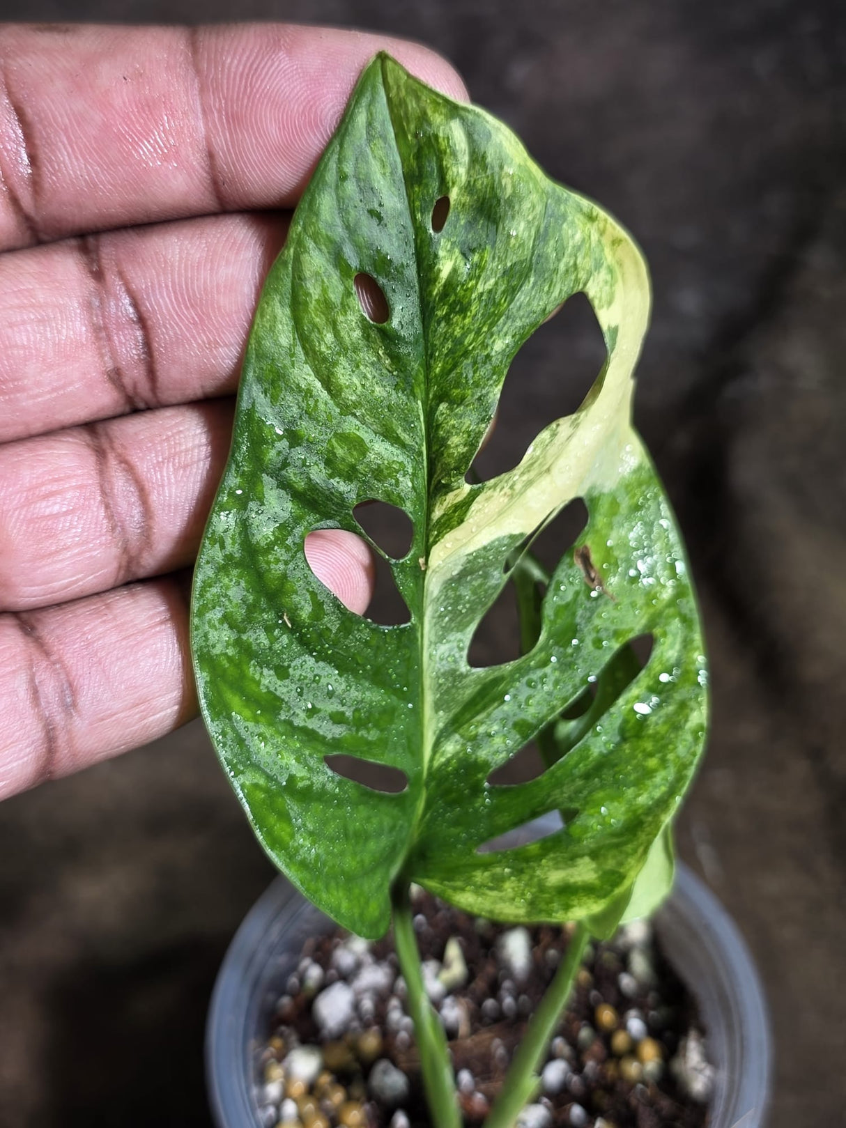 Monstera Adansonii Aurea Variegated - Swiss Cheese Premium (July-30-43)