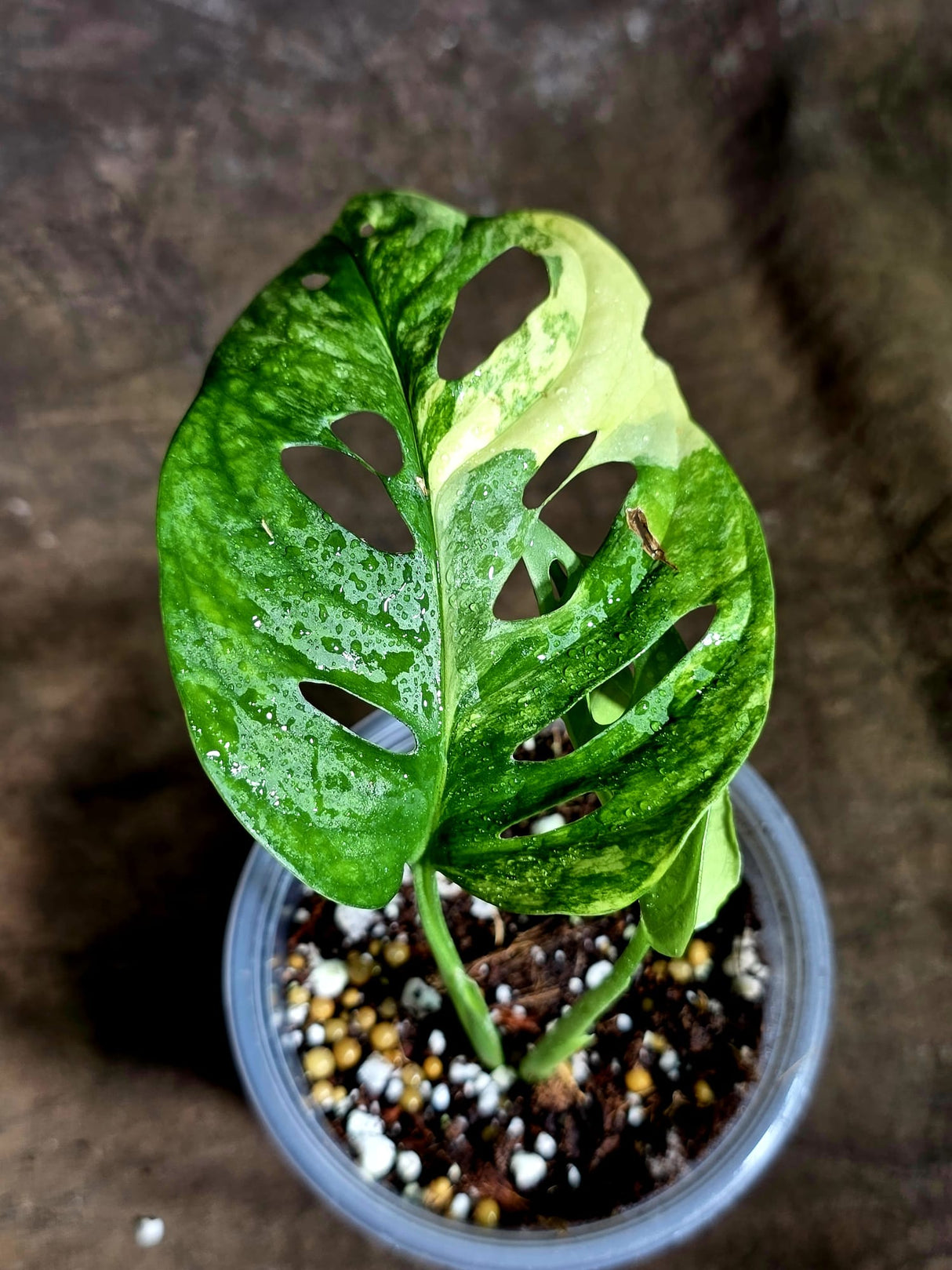 Monstera Adansonii Aurea Variegated - Swiss Cheese Premium (July-30-43)