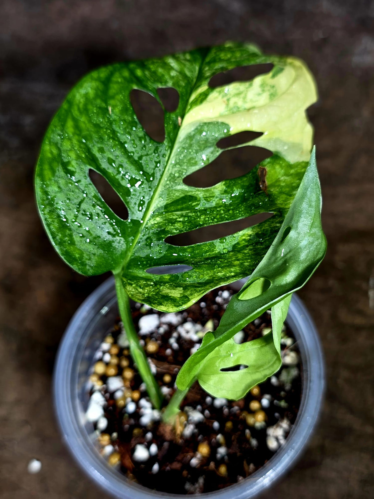 Monstera Adansonii Aurea Variegated - Swiss Cheese Premium (July-30-43)