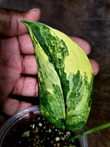 Scindapsus Jade Satin Variegated - Yellow Variegation - (July-30-45)