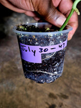 Scindapsus Jade Satin Variegated - Yellow Variegation - (July-30-47)
