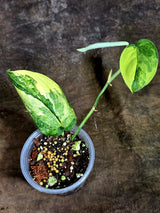 Scindapsus Jade Satin Variegated - Yellow Variegation - (July-30-45)