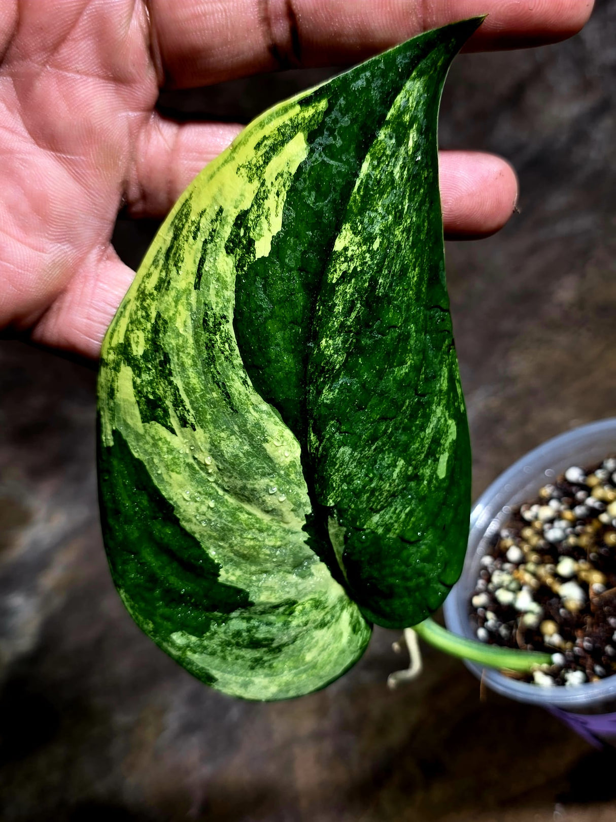 Scindapsus Jade Satin Variegated - Yellow Variegation - (July-30-46)