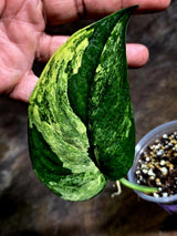 Scindapsus Jade Satin Variegated - Yellow Variegation - (July-30-46)